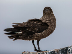 Stercorarius antarcticus