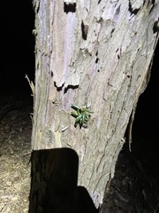 Taxus cuspidata