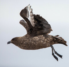 Stercorarius antarcticus