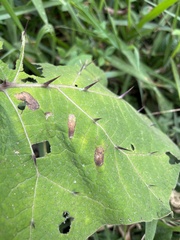 Solanum acerifolium