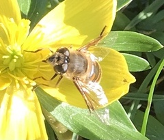 Eristalis tenax