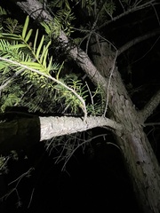 Taxus cuspidata