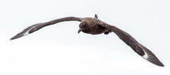 Stercorarius antarcticus