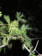 Taxus cuspidata