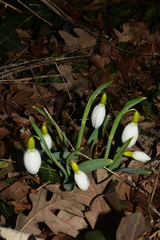Galanthus gracilis