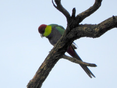 Purpureicephalus spurius