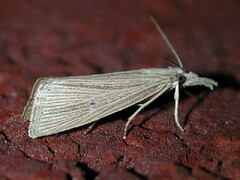 Eoreuma densellus