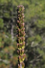 Agave nuusaviorum
