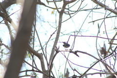 Setophaga coronata