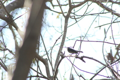 Setophaga coronata