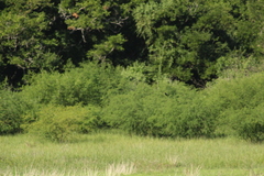 Tachycineta albilinea