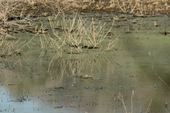 Tachycineta albilinea