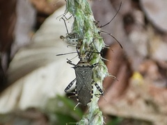 Zicca commaculata