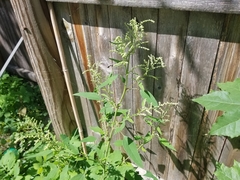 Chenopodium album