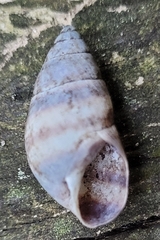 Bulimulus guadalupensis