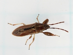 Oedancala dorsalis