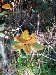 Hesperomeles ferruginea