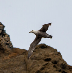 Macronectes giganteus