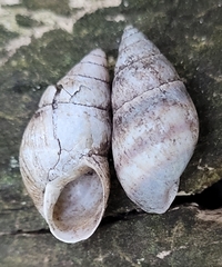 Bulimulus guadalupensis