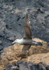 Macronectes giganteus