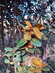 Hesperomeles ferruginea