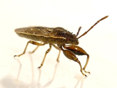 Oedancala dorsalis