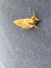Lepidoptera