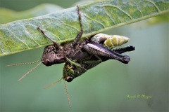 Dichromatos lilloanus