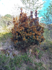 Hesperomeles ferruginea