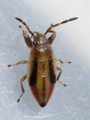Oedancala dorsalis