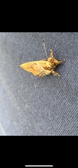 Lepidoptera