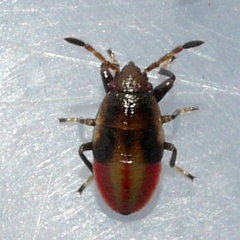 Oedancala dorsalis