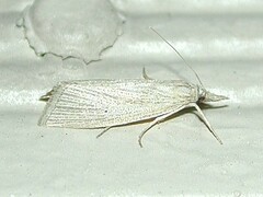 Eoreuma densellus