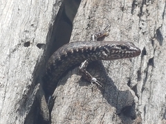 Concinnia tenuis