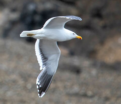 Larus dominicanus