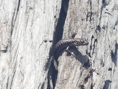 Concinnia tenuis