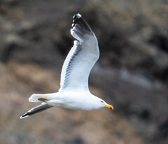 Larus dominicanus