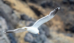 Larus dominicanus