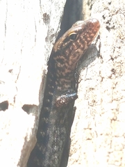 Concinnia tenuis