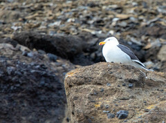 Larus dominicanus