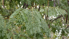 Albizia procera