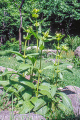 Gentiana purpurea