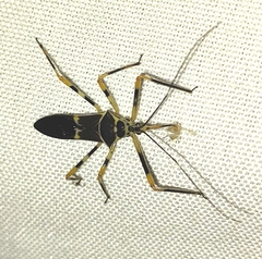 Armillatus