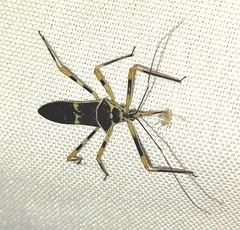 Armillatus