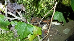 Speleomantes italicus