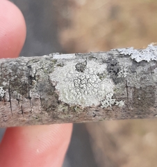 Pertusaria pustulata