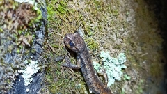 Speleomantes italicus