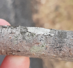 Pertusaria pustulata