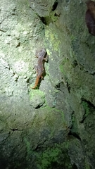 Speleomantes italicus