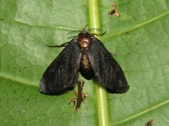Epipyropidae